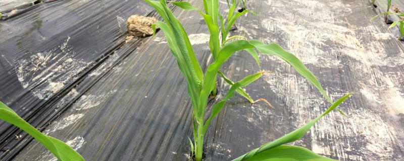 玉米幼苗卷叶的原因