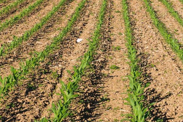 玉米幼苗卷叶的原因，土壤和环境干燥会导致