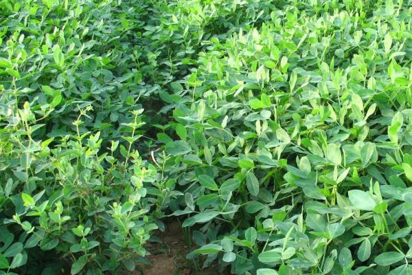 黑花生的栽培技巧，要注意翻耕施肥