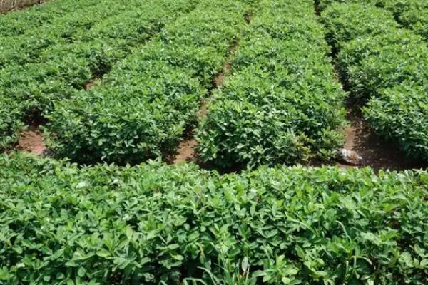 黑花生的栽培技巧，要注意翻耕施肥