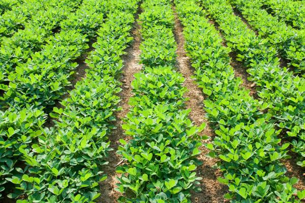 黑花生的栽培技巧，要注意翻耕施肥