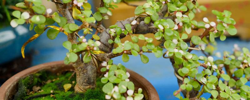 金枝玉叶的养殖要点