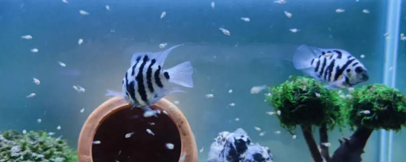 迷你鹦鹉鱼打架会不会死亡