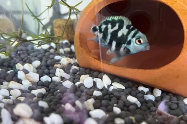 迷你鹦鹉鱼打架会不会死亡,受伤较严重时可能会致死