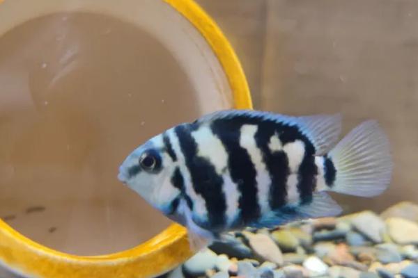 迷你鹦鹉鱼打架会不会死亡,受伤较严重时可能会致死