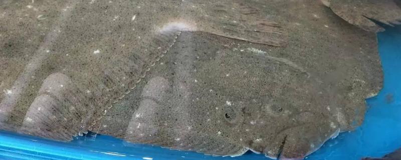 多宝鱼有没有毒