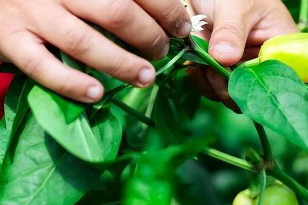 辣椒什么时候打枝，长到15厘米左右便可打枝