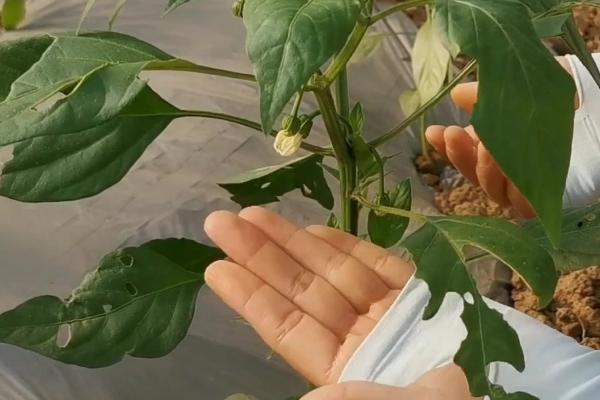 辣椒什么时候打枝，长到15厘米左右便可打枝