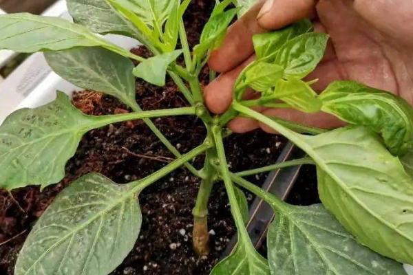 辣椒什么时候打枝，长到15厘米左右便可打枝