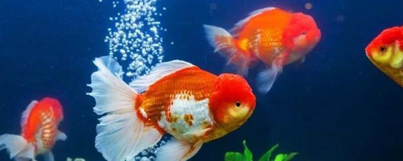 鱼冬季会不会到处游动