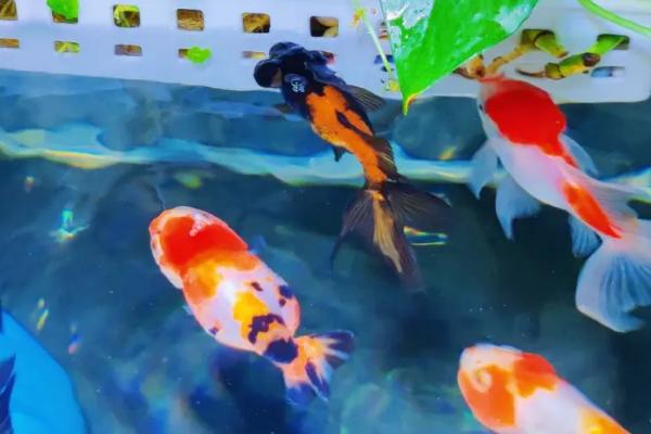 鱼冬季会不会到处游动，活动量会减少一般不会四处游动