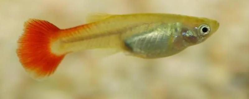 孔雀鱼几个月可以产仔