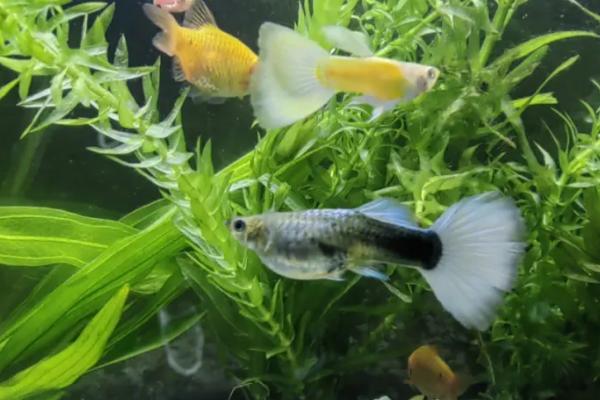 孔雀鱼几个月可以产仔，出生后经过3-6个月左右即可繁殖