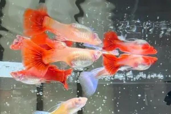 孔雀鱼几个月可以产仔，出生后经过3-6个月左右即可繁殖