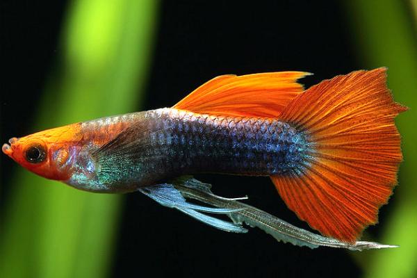 孔雀鱼几个月可以产仔，出生后经过3-6个月左右即可繁殖