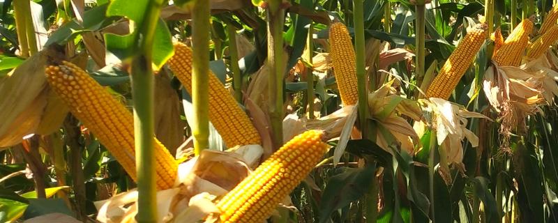 宁玉311玉米种的特征特性