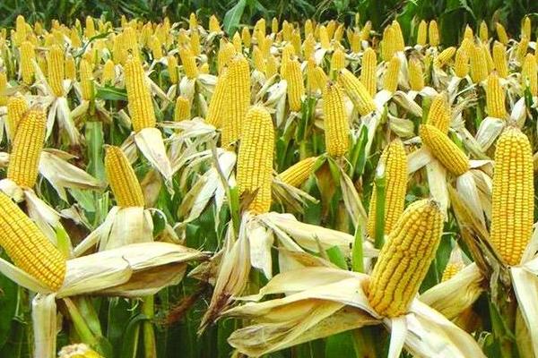 宁玉311玉米种的特征特性，千粒重为327克、出籽率达到87.2%