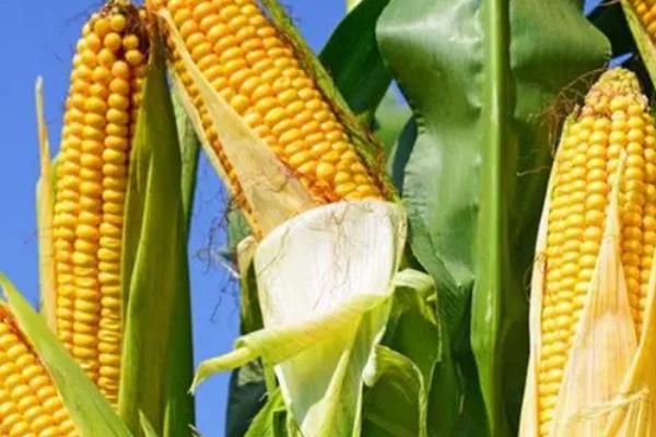 宁玉311玉米种的特征特性，千粒重为327克、出籽率达到87.2%