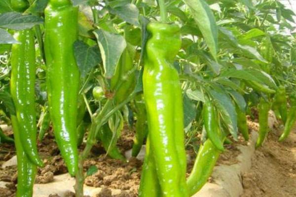 沙土地是否适合种辣椒，适合种植但要注意浇透水