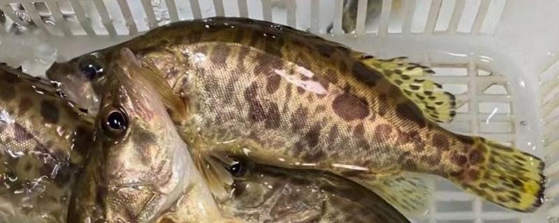 桂花鱼是不是淡水鱼