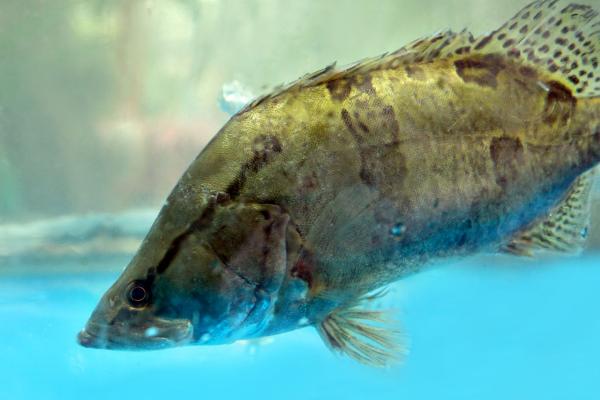 桂花鱼是不是淡水鱼，属于淡水鱼、常在水域底层活动