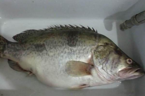 桂花鱼是不是淡水鱼，属于淡水鱼、常在水域底层活动