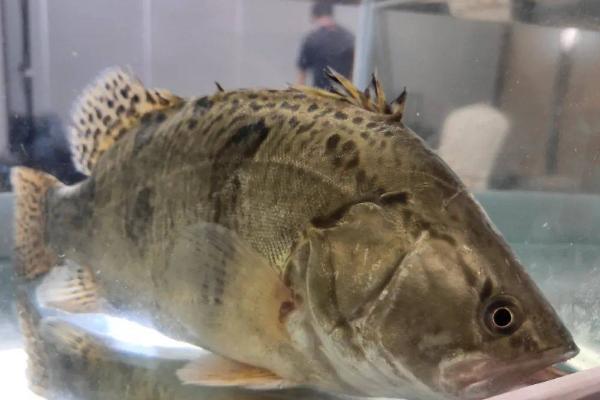 桂花鱼是不是淡水鱼，属于淡水鱼、常在水域底层活动