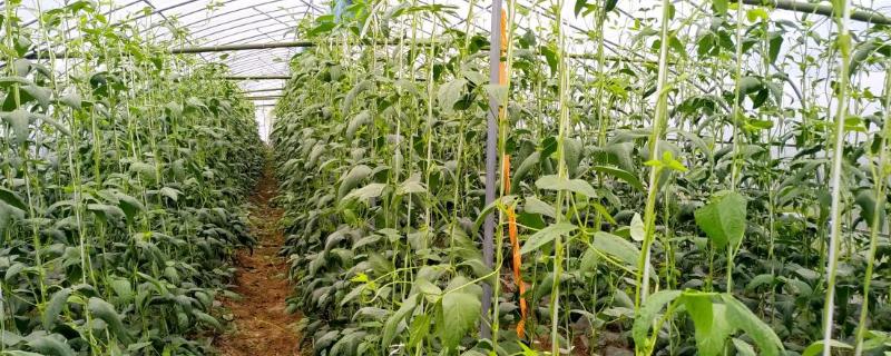 大棚豆角的浇水方法