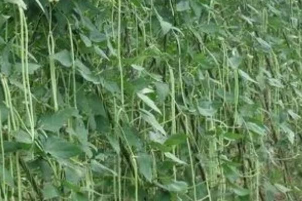 大棚豆角的浇水方法,花期可以每隔5-6天浇1次