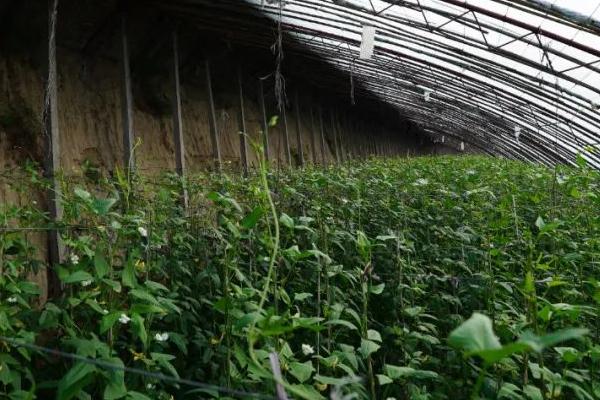 大棚豆角的浇水方法,花期可以每隔5-6天浇1次