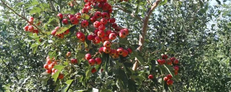 山楂树什么时候嫁接