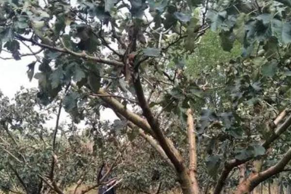 山楂树什么时候嫁接,春季为3-4月份、夏季为7-8月份