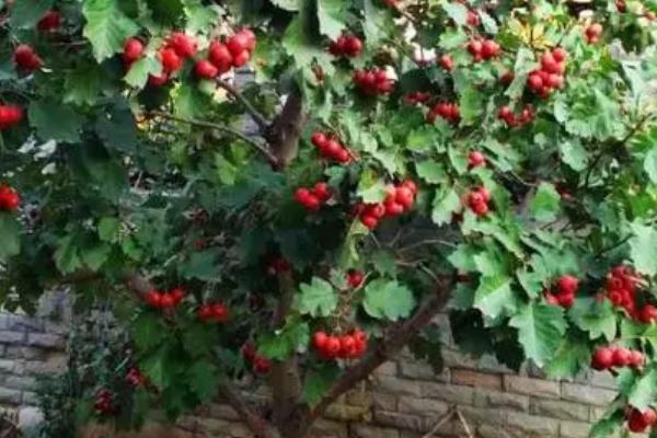 山楂树什么时候嫁接,春季为3-4月份、夏季为7-8月份