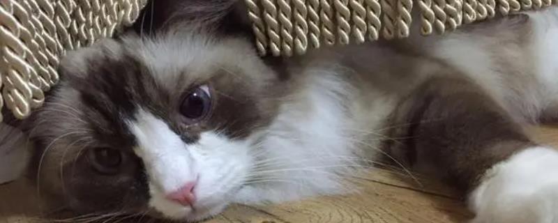 猫突然流透明口水怎么回事