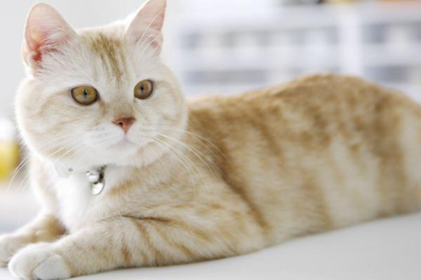 猫突然流透明口水怎么回事，可能是口腔或者消化道的疾病导致的