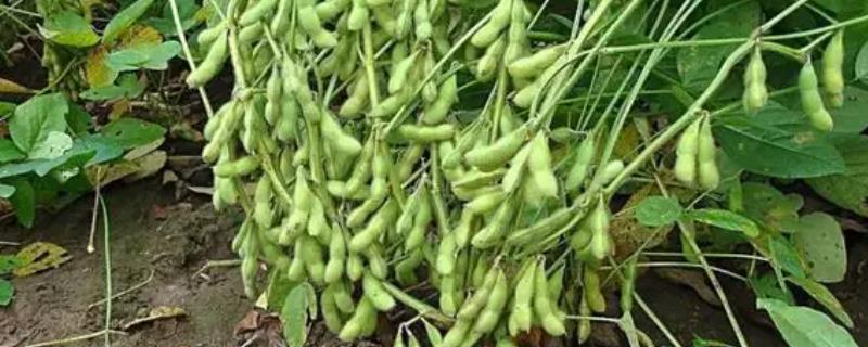 大豆结实情况差的原因和预防方法