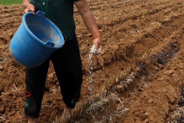 什么是过磷酸钙,是一种可以改良碱性土壤的化学肥料