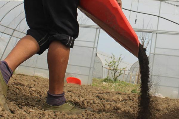 什么是过磷酸钙,是一种可以改良碱性土壤的化学肥料