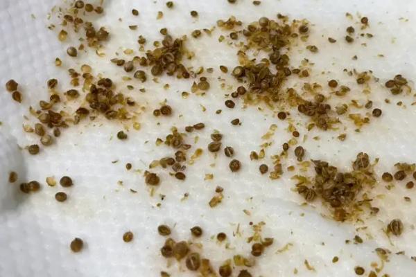 怎么搓开香菜种子,装入布袋中用石头捶打、待外壳开裂后再搓开