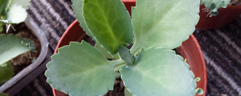 落地生根的栽培要点