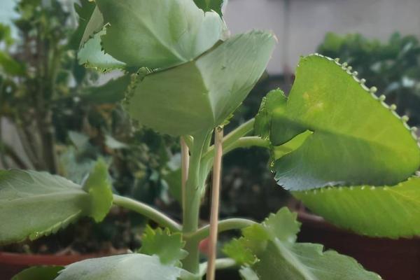 落地生根的栽培要点,将枝条插入沙床即可生根