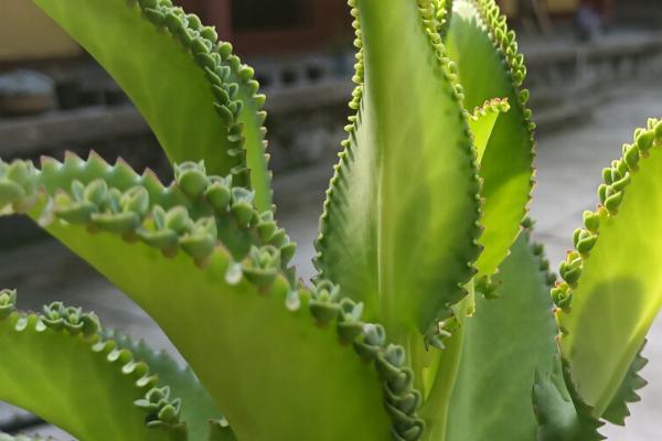 落地生根的栽培要点,将枝条插入沙床即可生根