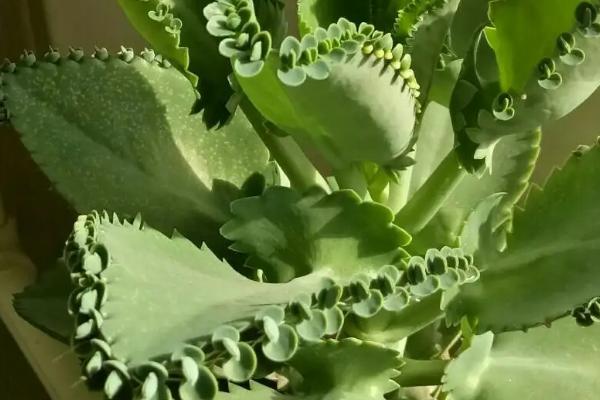 落地生根的栽培要点,将枝条插入沙床即可生根