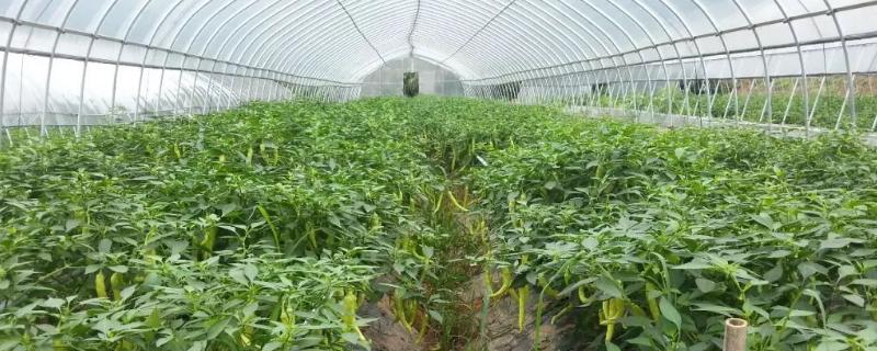 大棚辣椒高温时怎么预防病害