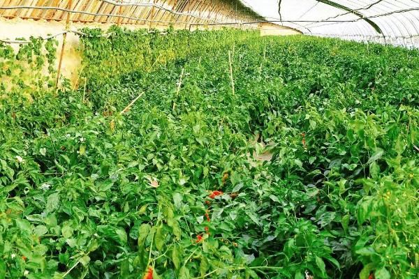 大棚辣椒高温时怎么预防病害,摘除病叶病果、发现病株要及时拔除