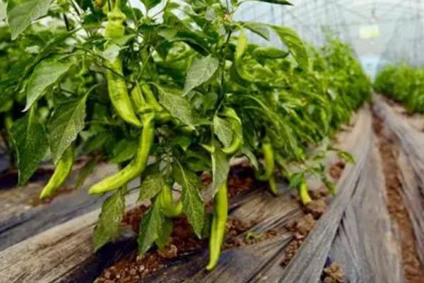 大棚辣椒高温时怎么预防病害,摘除病叶病果、发现病株要及时拔除