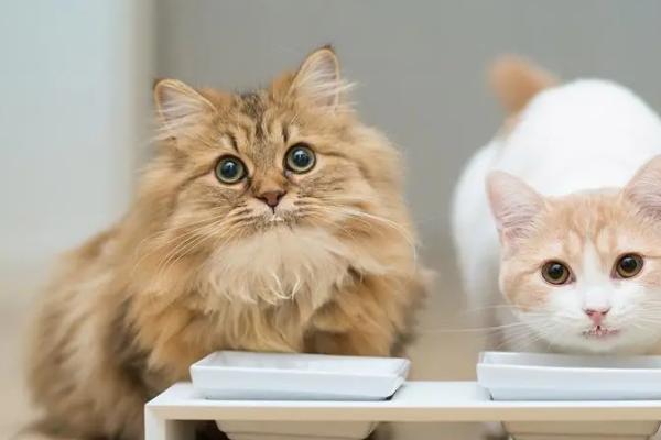 猫咪乱拉粑粑如何纠正,可采取适当奖励、教育引导等措施