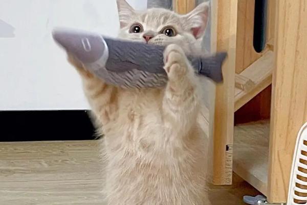 猫咪乱拉粑粑如何纠正,可采取适当奖励、教育引导等措施