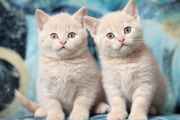 猫咪乱拉粑粑如何纠正,可采取适当奖励、教育引导等措施