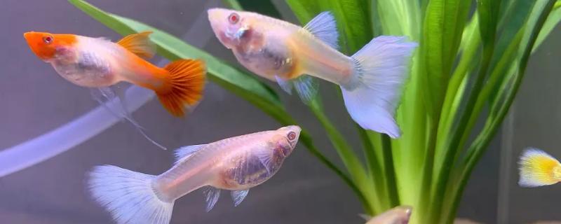 孔雀鱼为什么会长白点